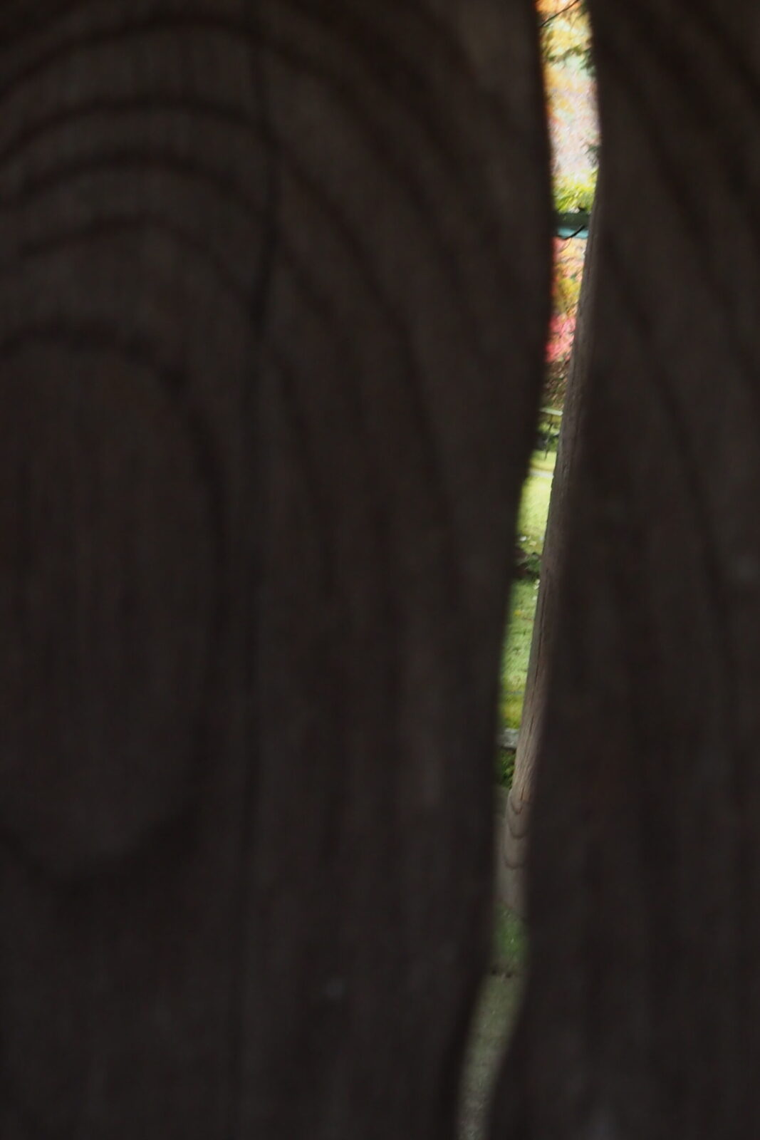 貞祥寺隙間から紅葉-1