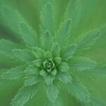 アトリエ50ミリで水槽の草