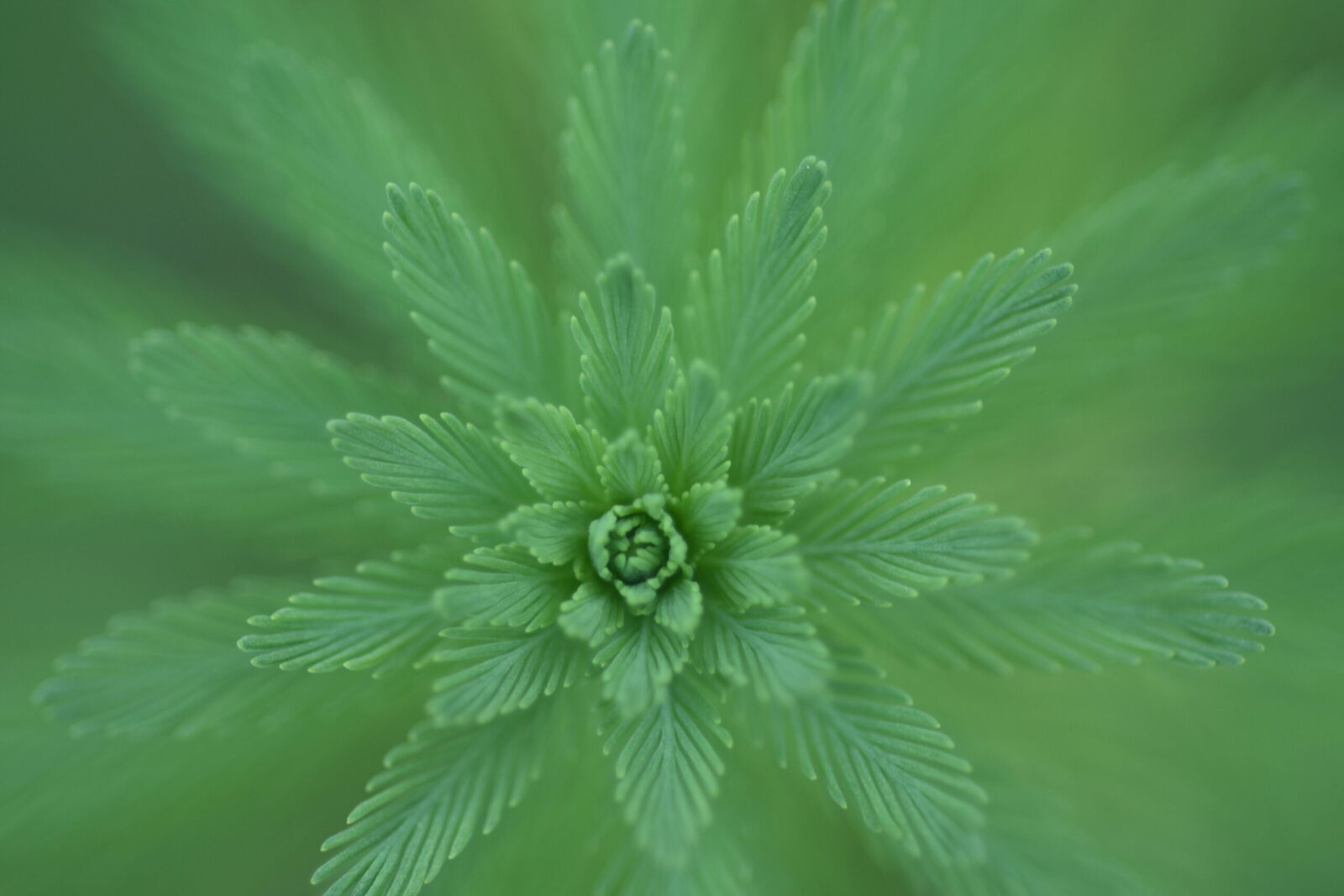 アトリエ50ミリで水槽の草