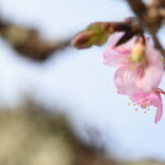 桜の里の妙におしべが綺麗な河津桜