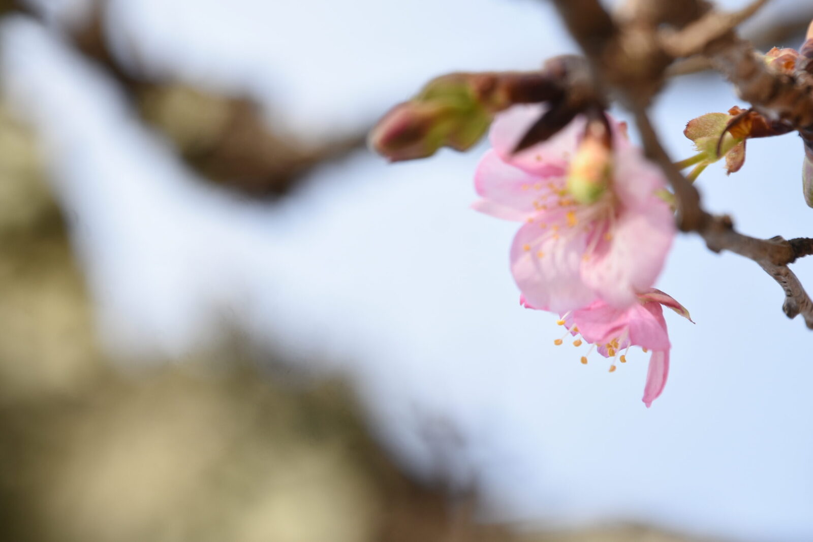 桜の里の妙におしべが綺麗な河津桜