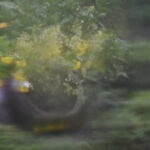 雨の庭黄色い花