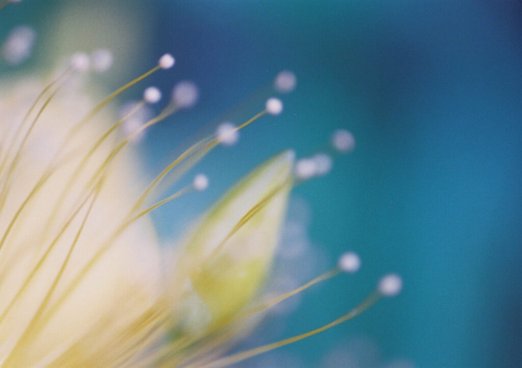 ご近所の黄色の花フイルム