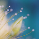 ご近所の黄色の花フイルム