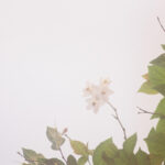 ご近所のピンクの花フイルム