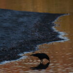 一碧湖ボート側紅葉時期のカラス