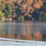 一碧湖ボート側紅葉に向う鴨