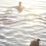 一碧湖沼側鴨を逆光で