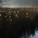 一碧湖沼側朝もやの中の葦と小さなリフレクション-1