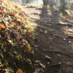 一碧湖沼側朝もやの中の住宅に通じる小路