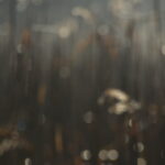 一碧湖沼側朝靄の中の葦-2印象