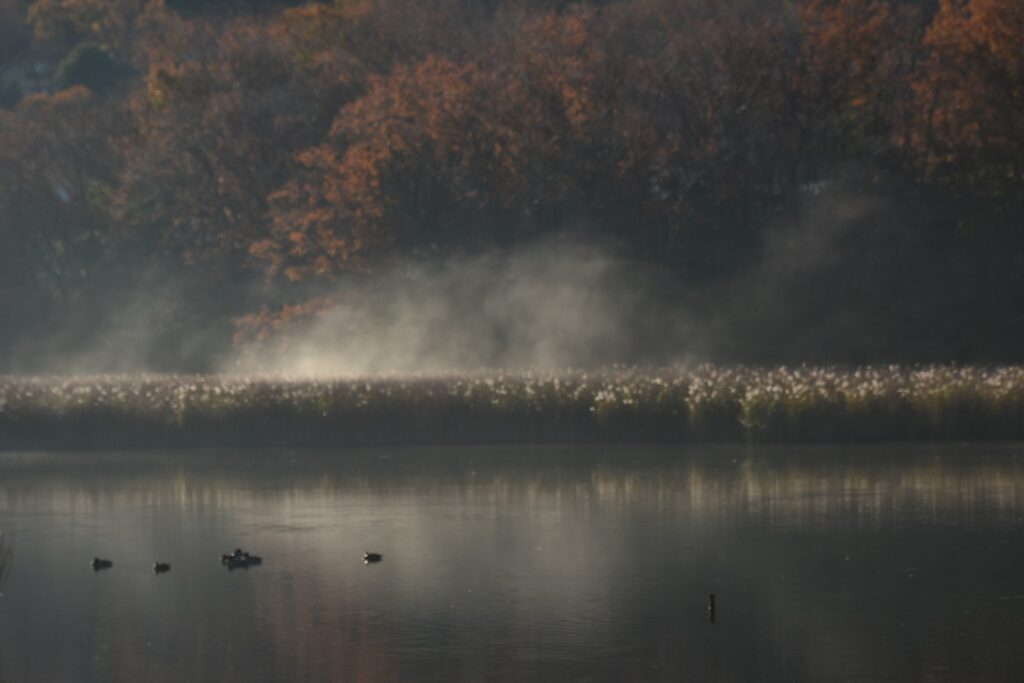 一碧湖沼側毛嵐と鴨