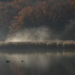 一碧湖沼側毛嵐と鴨