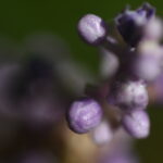 あじさいマクロ