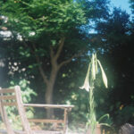 椅子と枯れた百合