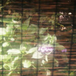 すだれ越しの紫陽花ライカ