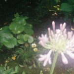 前ピンのアガパンサスと奥にはガザニアライカ