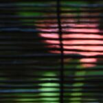 彼岸花シルエット