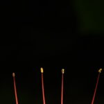 彼岸花雄蕊たち