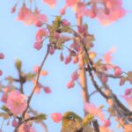 桜と目白_熱海2