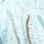 車のフロント雫流れ2