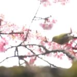 桜と目白_熱海1