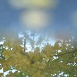 銀杏と映り込み