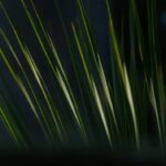 田んぼに写りこみ草