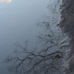 月と木のリフレクション_一碧湖