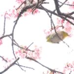 桜と目白_桜の里2